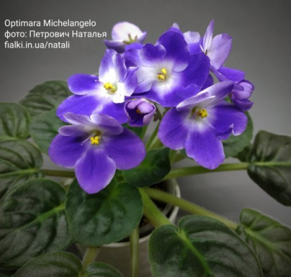 Фіалка `Optimara Michelangelo` (стандарт)