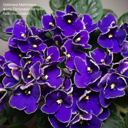 Фіалка `Optimara Martinique` (стандарт)