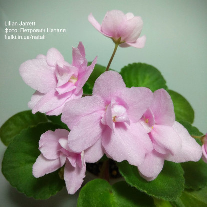 Фіалка `Lilian Jarrett` (стандарт)