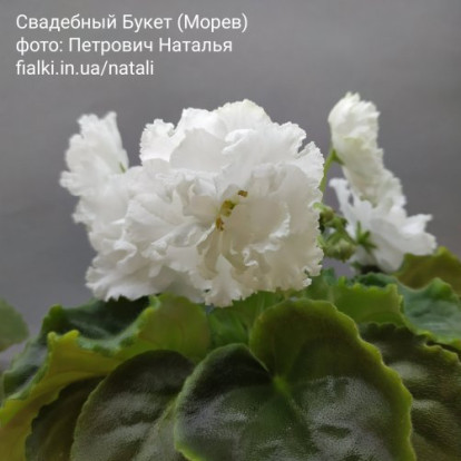 Фіалка `Свадебный Букет (Морев)` (стандарт)