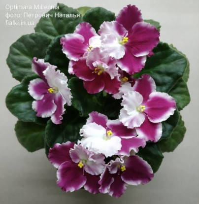 Фіалка `Optimara Millennia` (стандарт)