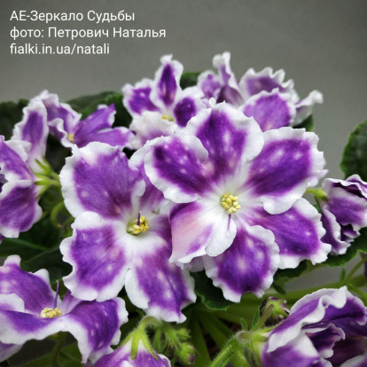 Фіалка `АЕ-Зеркало Судьбы` (стандарт)