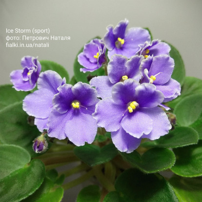 Фіалка `Ice Storm (sport)` (напівміні)