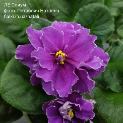 Фіалка `ЛЕ-Опиум` (стандарт)