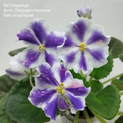 Фіалка `ВаТ-Надежда` (стандарт)