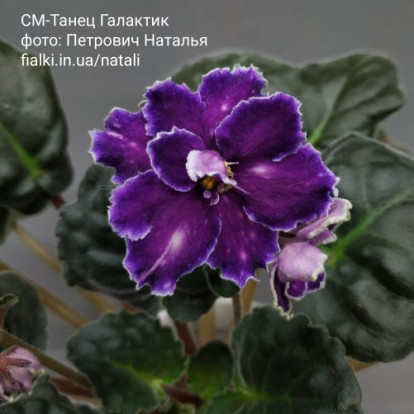 Фіалка `СМ-Танец Галактик` (стандарт)