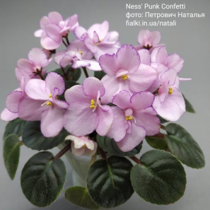 Фіалка `Ness' Pink Confetti` (напівміні)
