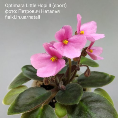 Фіалка `Optimara Little Hopi II (спорт)` (напівміні)