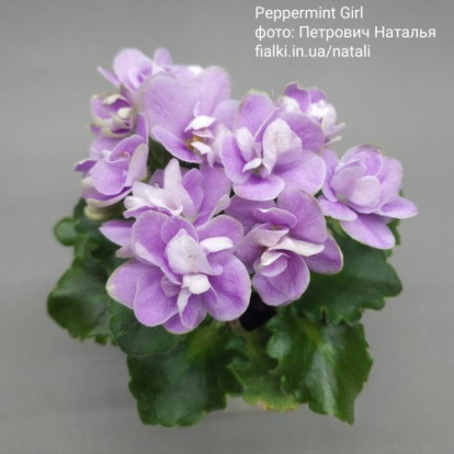 Фіалка `Peppermint Girl` (міні)