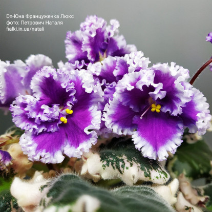 Фіалка `Dn-Юна Француженка Люкс` (стандарт)
