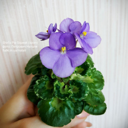 Фіалка `Shirl's Pip Squeak (синій спорт)` (міні)
