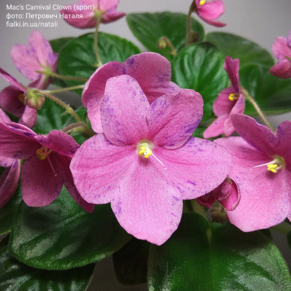 Фіалка `Shirl's Pip Squeak (рожевий спорт)` (міні)