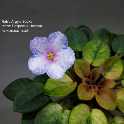Фіалка `Rob's Argyle Socks` (напівміні)