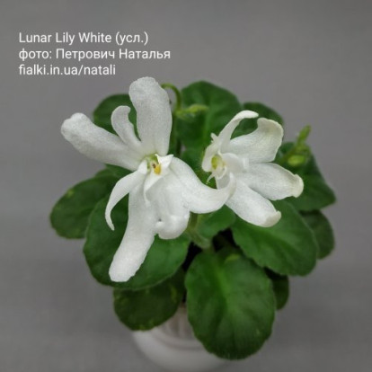 Фіалка `Lunar Lily White (умовно)` (напівміні)