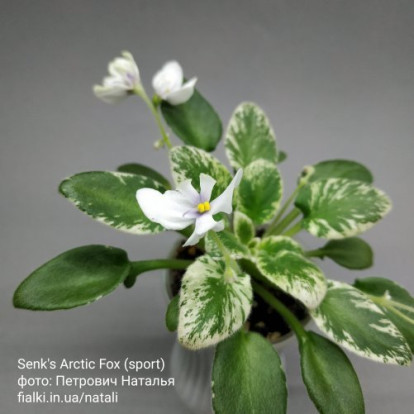 Фіалка `Senk's Arctic Fox (sport) білий з фіол.` (трейлер)
