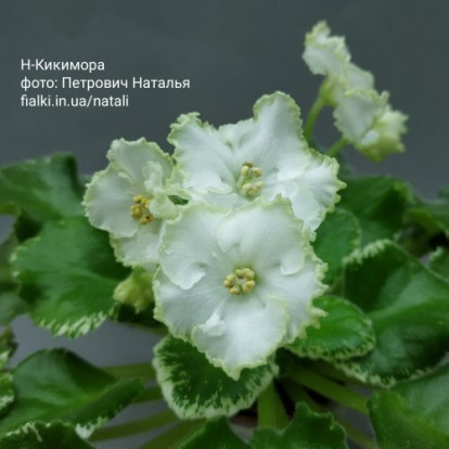 Фіалка `Н-Кикимора` (міні)