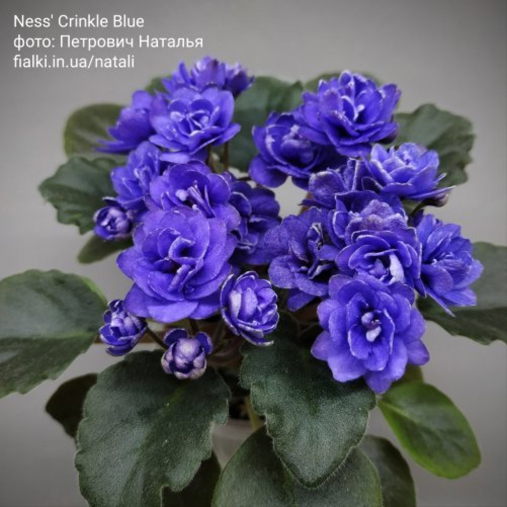 Фіалка `Ness' Crinkle Blue` (напівміні)