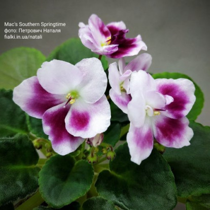 Фіалка `Mac's Southern Springtime` (напівміні)