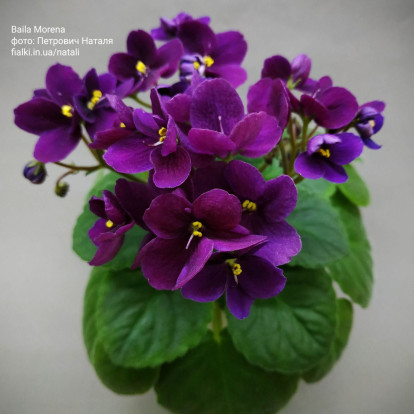 Фіалка `Baila Morena` (напівміні)