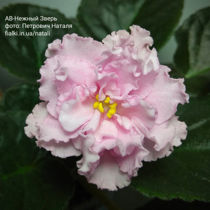 Фіалка `АВ-Нежный Зверь` (стандарт)