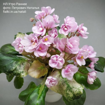 Фіалка `НЛ-Утро Раннее` (напівміні)