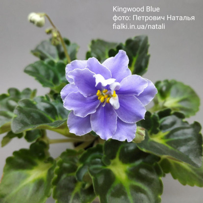 Фіалка `Kingwood Blue` (стандарт)