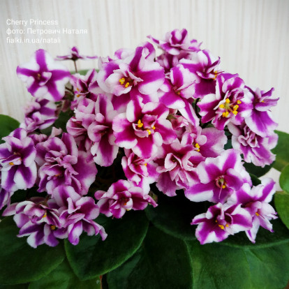 Фіалка `Cherry Princess (химера)` (напівміні)