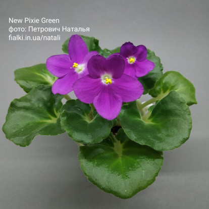 Фіалка `New Pixie Green` (стандарт)