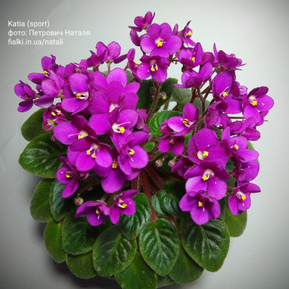 Фіалка `Katia (спорт)` (напівміні)