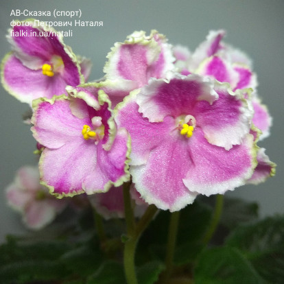 Фіалка `АВ-Сказка (спорт)` (напівміні)