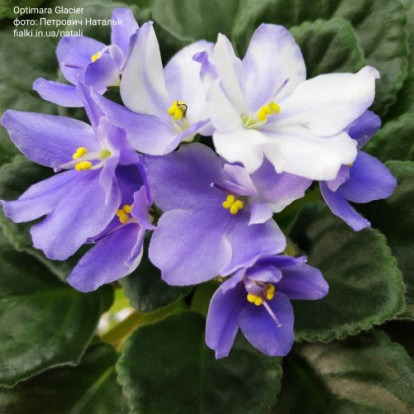 Фіалка `Optimara Glacier` (стандарт)