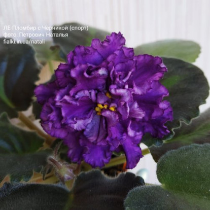 Фіалка `ЛЕ-Черника` (стандарт)