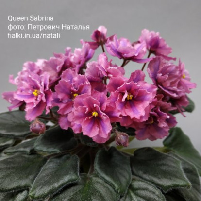 Фіалка `Queen Sabrina (химера)` (напівміні)