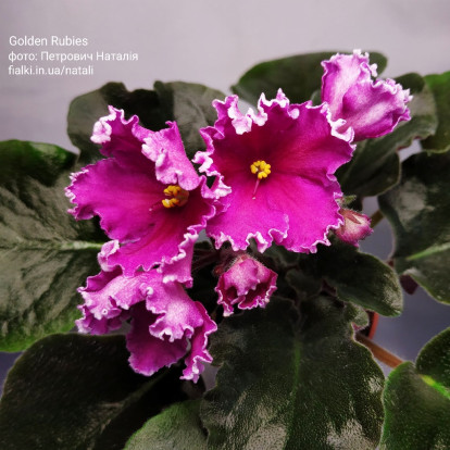 Фіалка `Golden Rubies` (стандарт)