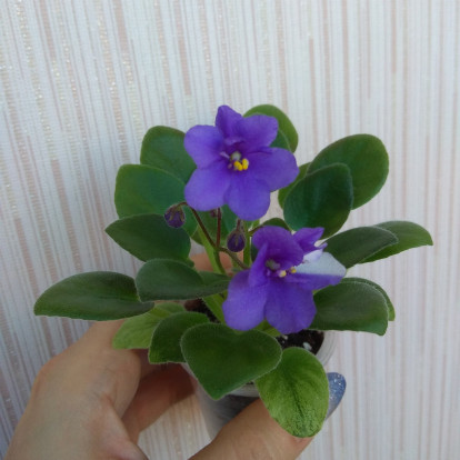 Фіалка `Н-Лунария (синій спорт)` (напівміні)