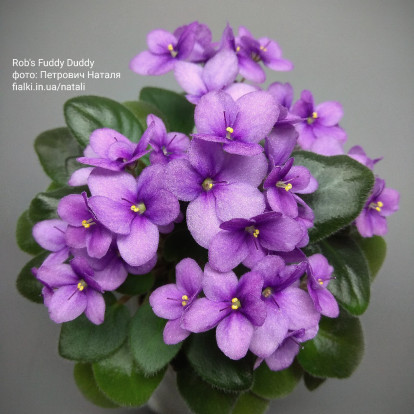 Фіалка `Rob's Fuddy Duddy` (міні)