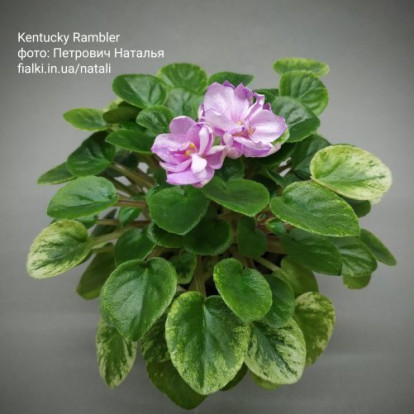 Фіалка `Kentucky Rambler` (трейлер)