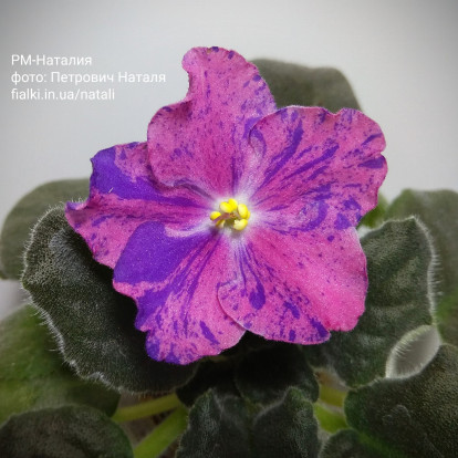 Фіалка `РМ-Наталия` (стандарт)