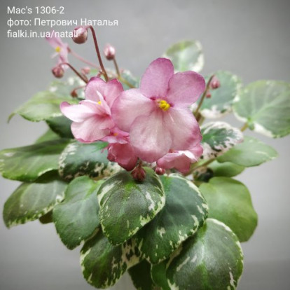 Фіалка `Mac's 1306-2` (трейлер)