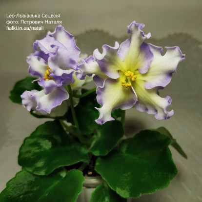 Фіалка `Leo-Львівська Сецесiя` (стандарт)