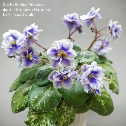 Фіалка `Shirl's Ruffled Petticoat` (напівміні)