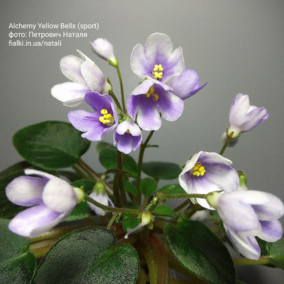 Фіалка `Alchemy Yellow Bells (sport)` (міні)
