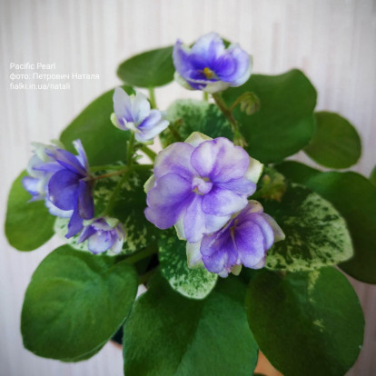 Фіалка `Pacific Pearl (спорт)` (трейлер)