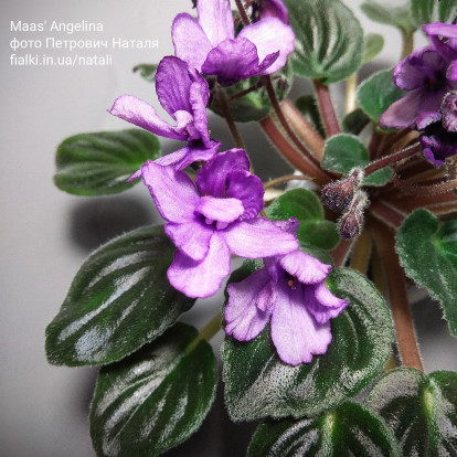 Фіалка `Maas' Angelina` (напівміні)
