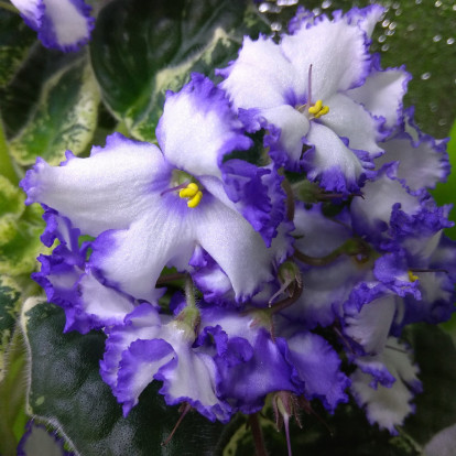 Фіалка `Lonestar Twilight` (стандарт)