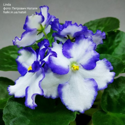 Фіалка `Linda` (стандарт)