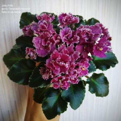 Фіалка `Jolly Frills` (напівміні)