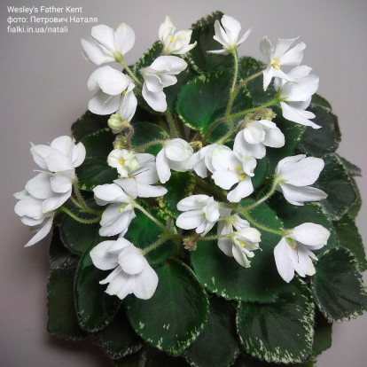 Фіалка `Wesley's Father Kent` (напівміні)