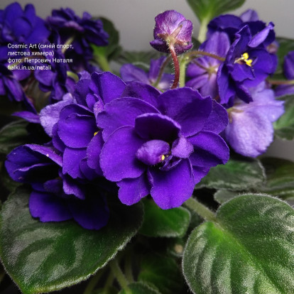 Фіалка `Cosmic Art (синій спорт, листова химера) (стандарт)`