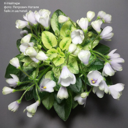 Фіалка `Н-Нейтири` (напівміні)